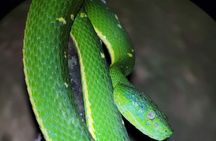 Monteverde Night Walk
