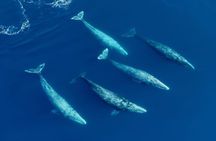 Whale and Dolphin Watching in San Diego Speedboat Tour