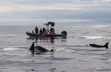 Whale and Dolphin Watching in San Diego Speedboat Tour