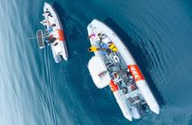 Whale and Dolphin Watching in San Diego Speedboat Tour