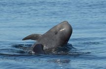 Whale watching and snorkelling in the whale sanctuary