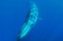 Whale watching and snorkelling in the whale sanctuary