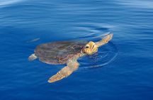 Whale watching and snorkelling in the whale sanctuary