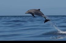 Whale watching and snorkelling in the whale sanctuary