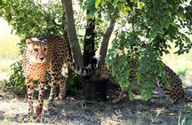 Cheetah + Wild dog Sanctuary, Tribal Dance Lunch + Lion Park
