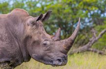 Hluhluwe-iMfolozi Park Exclusive Private Full Day Big 5 Safari 