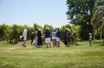 Pizzorno Winery with Lunch and Wine Tasting