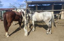 All Inclusive Beach Club, Water Sports HorseBack Ride Food Drinks