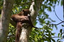 Private Full Day Tour in Tikal