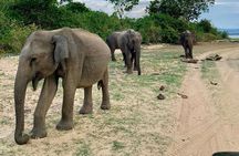 Yala National Park Leopard Safari Tours
