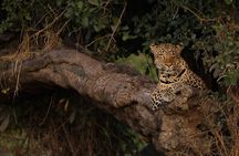 Sunset Game Drive in Big5 Reserve