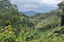 1 Day Nyungwe Canopy Walk & Waterfall Adventure