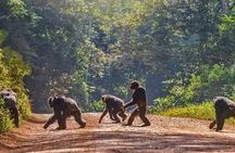 1 Day Nyungwe Canopy Walk & Waterfall Adventure