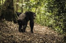 2 Days Nyungwe National Park Tours -Chimps-Canopy-Waterfall