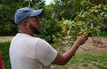 Soma Garden All Inclusive Tropical Fruit Farm Tour