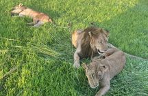  2 days private safari to Mikumi N park from Zanzibar or Dsm 