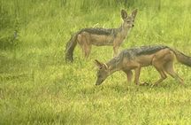 2 days private safari to Mikumi N park from Zanzibar or Dsm 