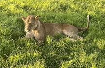  2 days private safari to Mikumi N park from Zanzibar or Dsm 