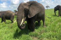  2 days private safari to Mikumi N park from Zanzibar or Dsm 
