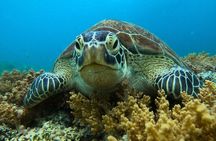 Private Snorkeling in 3 GiIi Islands