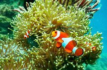 Private Snorkeling in 3 GiIi Islands