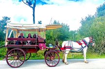 Killarney Jaunting Car Tour