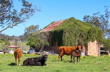 Country towns: River & farm tour. Departing Newcastle. 