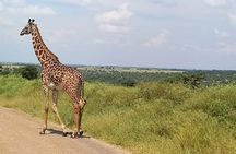 Nairobi National Park Game Drive