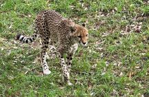 Kragga Kamma Game Park Safari Guided Tour in Port Elizabeth 
