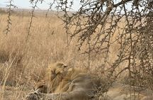7 Days Tanzania Wild Life Safari Tour