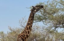 7 Days Tanzania Wild Life Safari Tour