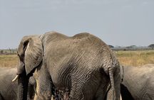 7 Days Tanzania Wild Life Safari Tour