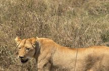 7 Days Tanzania Wild Life Safari Tour