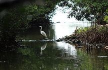 Navigate the Mangroves of Cartagena in a Canoe