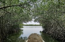 Navigate the Mangroves of Cartagena in a Canoe
