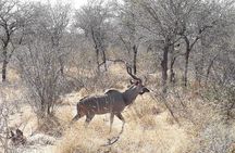 Private Full Day Guided Mkhaya Game Tour 