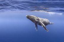 Majestic Encounter Respectful Whale Watching