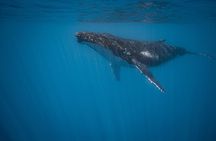 Majestic Encounter Respectful Whale Watching