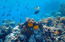 Snorkeling immersion in the wonders of Tahiti