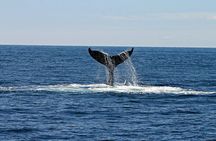 Whale watching tour from Cape Town 