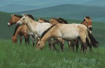 Mongol Nomadic & Khustai National Park Private Full Day Tour 