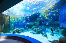 Okinawa Hip-hop Bus B Course Tour (Okinawa Churaumi Aquarium)