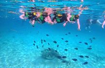 Swim with Turtles in Akumal + GoPro Photo Session 