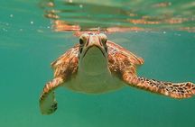 Swim with Turtles in Akumal + GoPro Photo Session 
