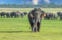 4 Days Tour in Sri Lanka to Unique Destinations Across the Island