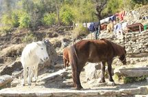 7 Days Tour on Poon Hill Trek and Chitwan Jungle Safari 