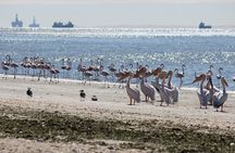 Pelican Point Guided Walk - offshore activity
