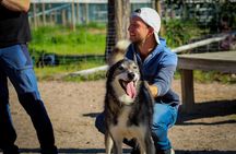 Life of the Husky, Kennel Tour and Husky Ride in Summer