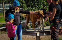 Life of the Husky, Kennel Tour and Husky Ride in Summer