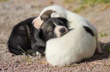 Life of the Husky, Kennel Tour and Husky Ride in Summer